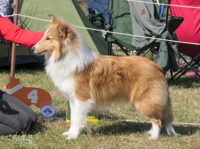 JKR Karady Best of Botch Worlds for Birkenshelties