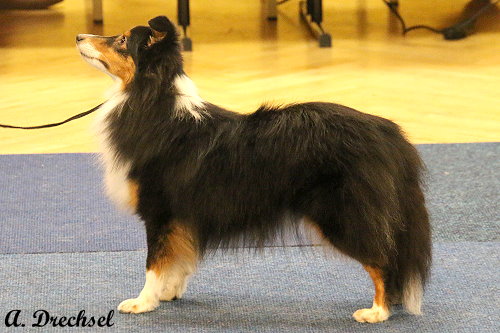 Amideros Law of Attraction