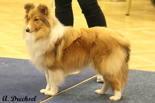 Eila vom Berghof Engelsbrand