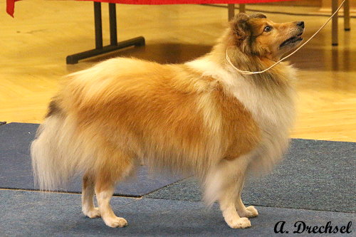 Amberblaze Dreams'N'Hopes