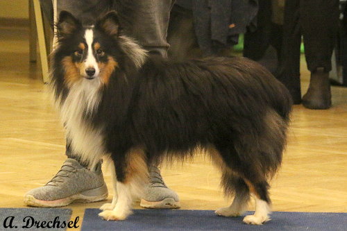 Moriarty's Secret from Cherryblossom Dream