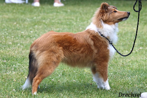 Daphne