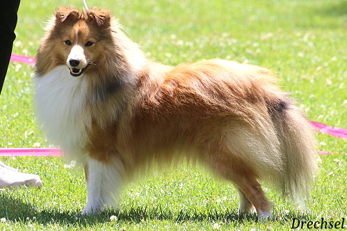 Oberon