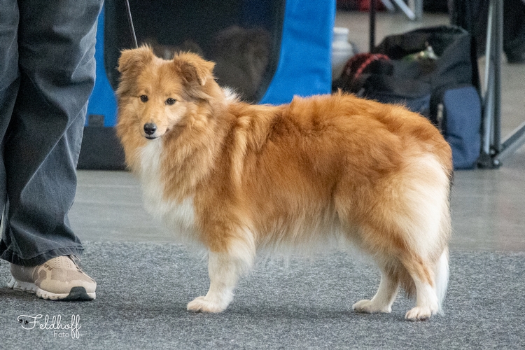 OKH Achor's Surprise Cover Girl