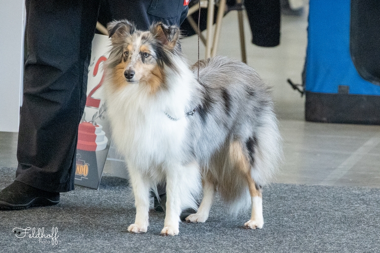 JKH Achor's Surprise Luxury Lady