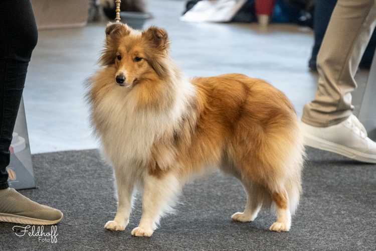 JKH Eila vom Berghof Engelsbrand