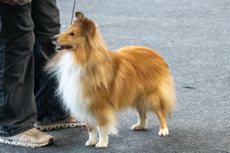 OKR Lavika He's A Charm