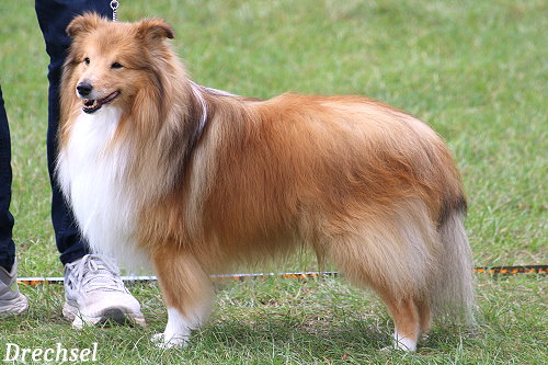 ChKR Chesslike Prototype