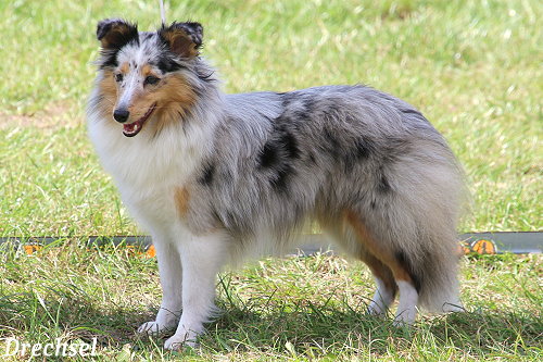 JKH Keep up Kiwi Dreamgirl of Plush Power