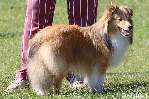 JKR Annazobelle's Rey Rando