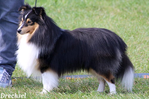 OKR Sanyo vom Haubergsland