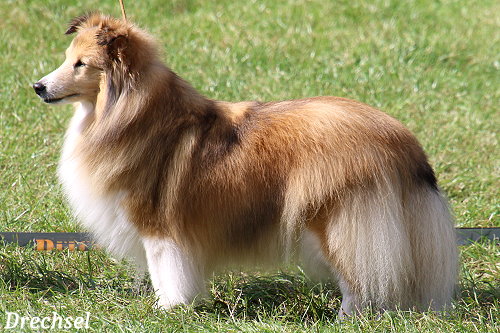 VKH Annazobelle's First Kiss