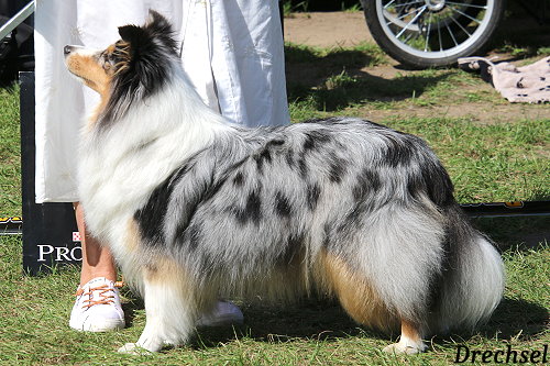 ChKH Mira Banda Karlika