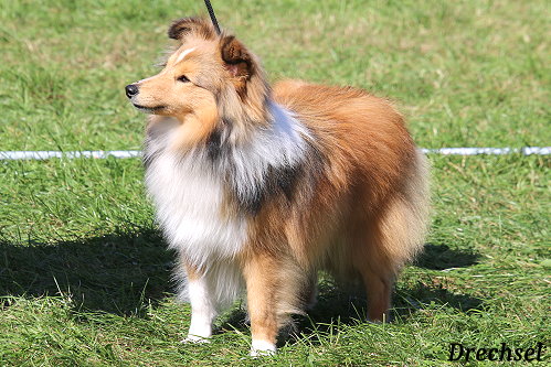 JKR Annazobelle' Rubi del Corazon