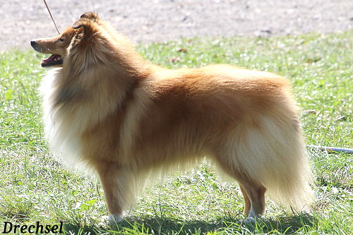 OKR Heros Venustus De Via Balaena