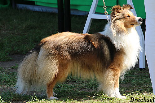 ZwKH Valentina vom Berghof Engelsbrand