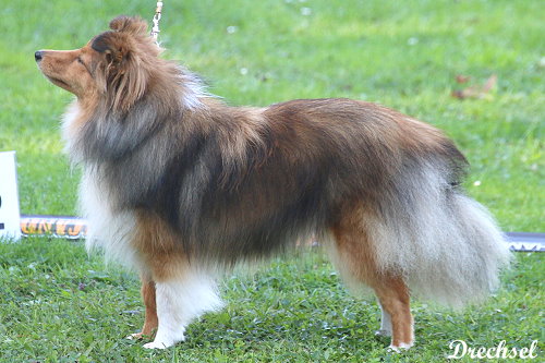 JKH Diamony vom Berghof Engelsbrand