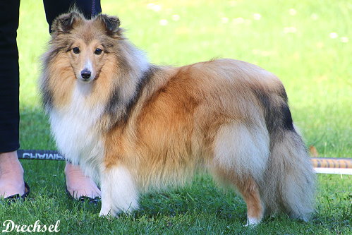 JKH Zoe vom Haubergsland