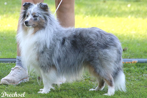 OKH Hopeful Diamond von der Rosenranke