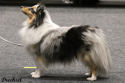 2026.03.14.Offenburg.JKH.Karla Kolumna vom Nixenteich