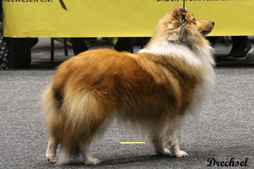 2026.03.14.Offenburg.OKH.O Pretty Girl vom Berghof Engelsbrand