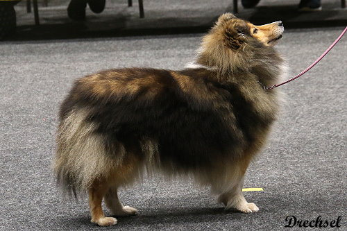 2026.03.14.Offenburg.VKH.Toffifee vom Affinger Bach