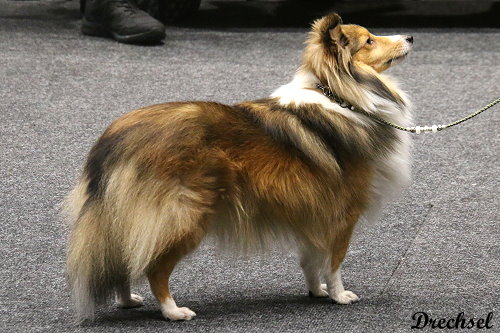 2026.03.14.Offenburg.ZwKH.Clara Herzogin vom Dornenfeld