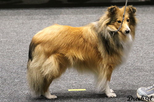 2026.03.14.Offenburg.ZwKH.Zoe vom Haubergsland