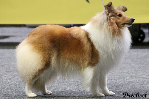 2026.03.15.Offenburg.ChKH.Robrensis all blinded by Starlight