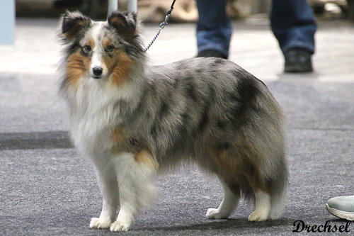 2026.03.15.Offenburg.JKH.Blue Star vom Haubergsland