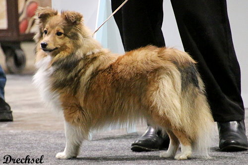 2026.03.15.Offenburg.JKH.Pina Colada Galadog