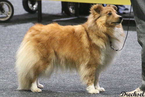 2026.03.15.Offenburg.OKH.Achors Surprise Cover Girl