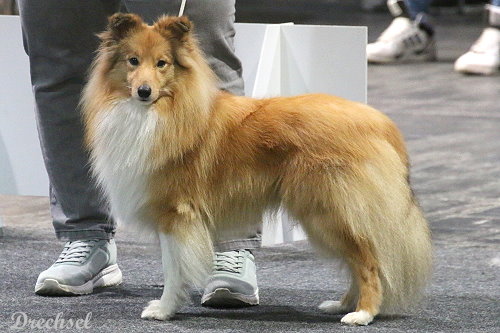 2026.03.15.Offenburg.ZwKR.Akito vom Haubergsland